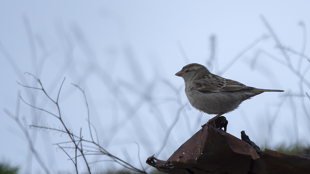 House Sparrow